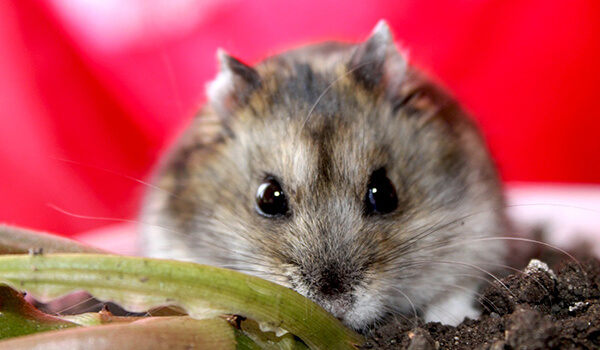 Фото: Джунгарский хомяк