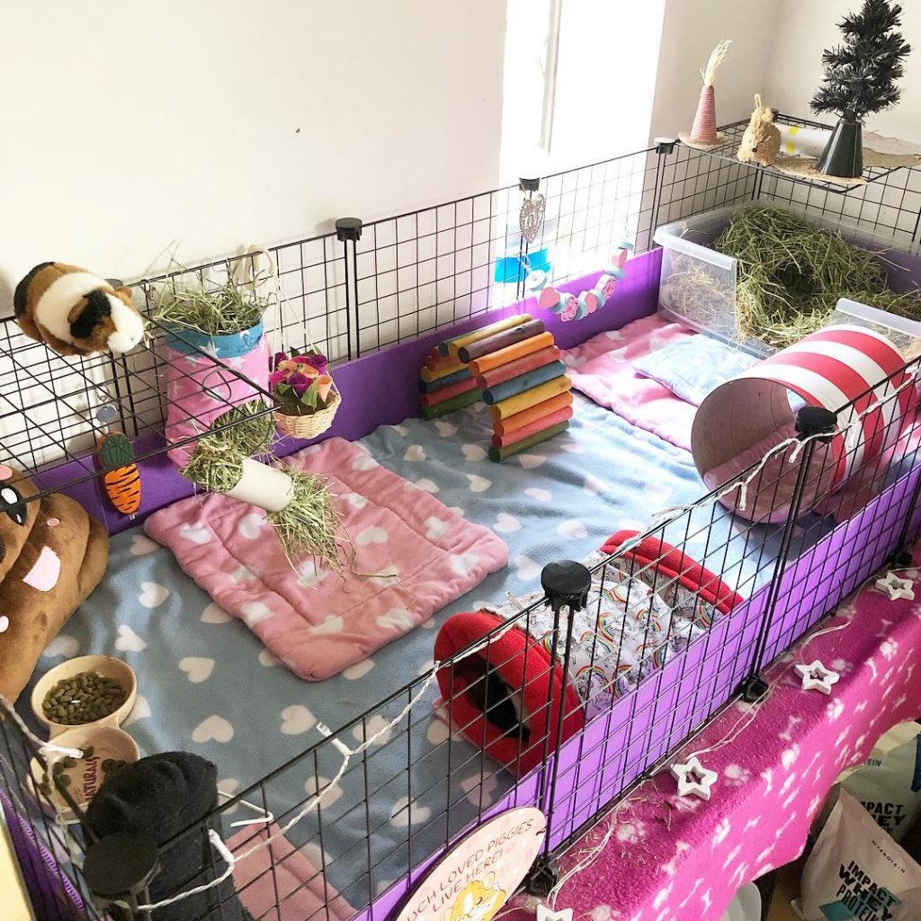 морская-свинка-содержание-и-уксод