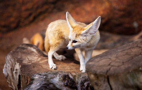 Фенек-лиса-Описание-особенности-виды-образ жизни-и-обслуживание-фенек-дом-10