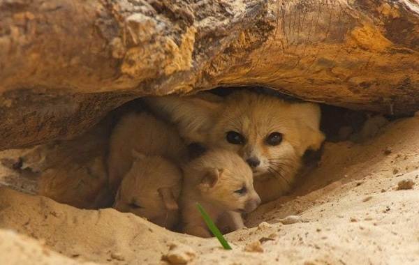 Лиса породы феннек