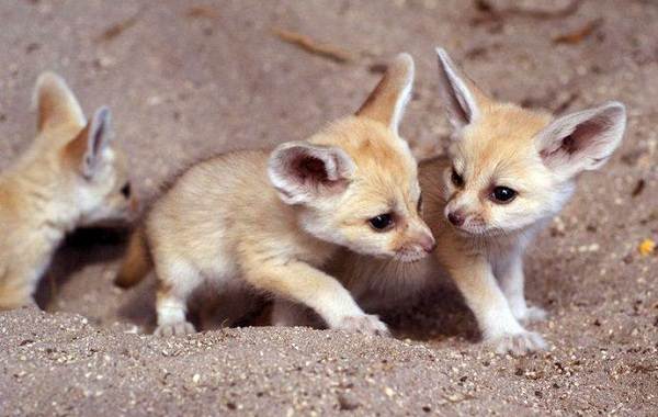 Лиса породы феннек