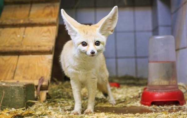 Лиса породы феннек