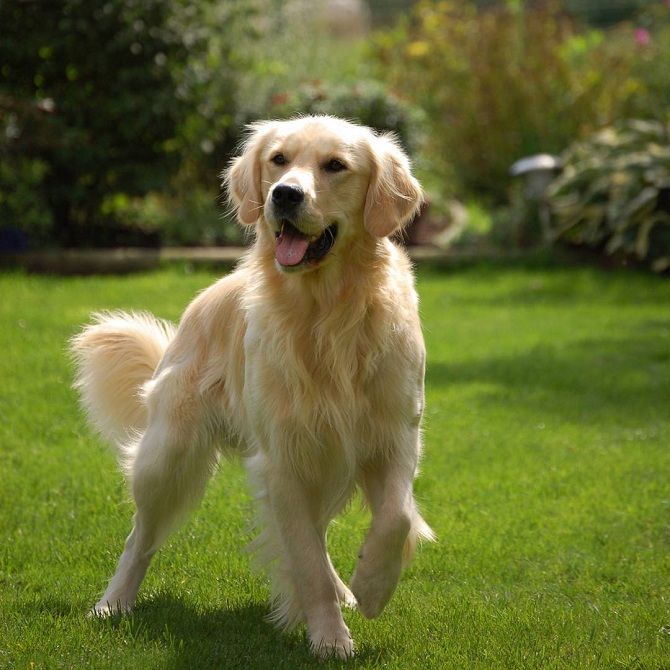 Золотистый ретривер