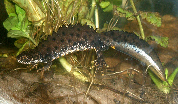 Фото: Топ-саламандра в дикой природе Фото: Топ-саламандра в дикой природе