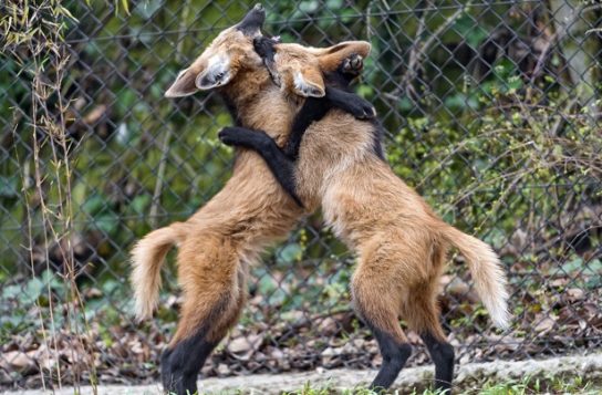 Гривистый волк – фото, описание, ареал, рацион, враги, популяция