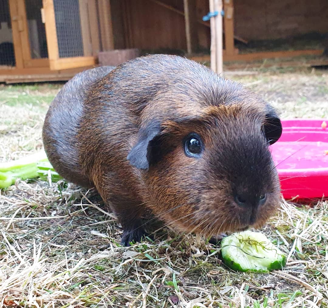 Морские свинки: содержание и уход от А до Я. Чем кормить, как обустроить клетку, преимущества и недостатки морских свинок