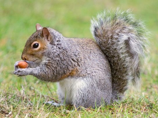 Белка: описание животного, особенности, виды, среда обитания