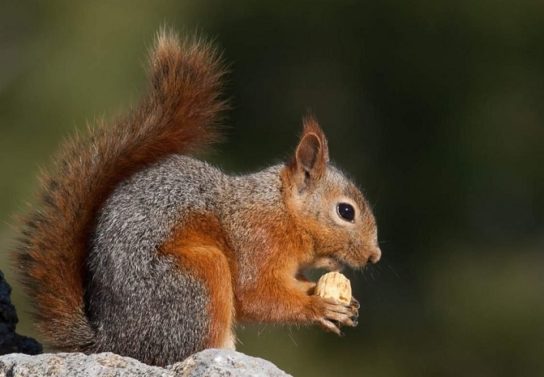 Белка: описание животного, особенности, виды, среда обитания