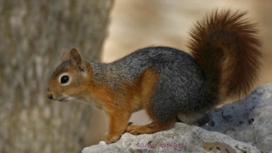 что едят белки - картинка 7