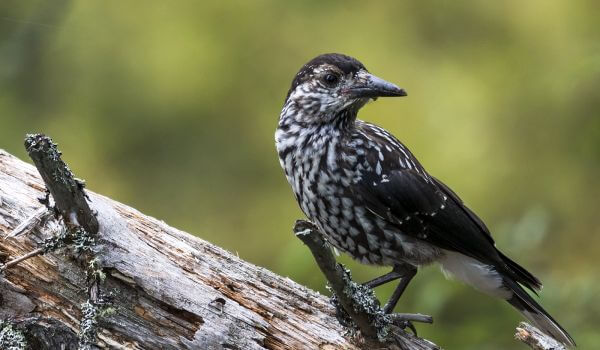 Фото: Кедровка в лесу