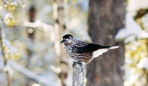 Фото: Кедровка в природе