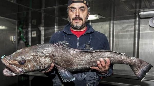 Клыкач-рыба-Описание-особенности-виды-образ жизни-и-вылов-клыкач-4