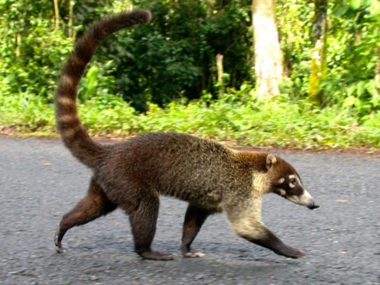 коатис ищет еду Носуха: описание животного, особенности, виды, образ жизни