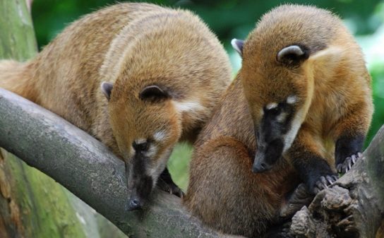 Носуха: описание животного, особенности, виды, образ жизни