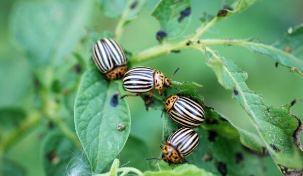 Фото: колорадские жуки