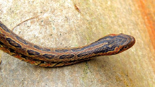 Растительный мир Африки: список редких представителей флоры и фауны, эндемики африканского континента