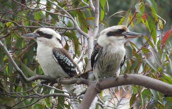 Кукабарра-птица-Описание-особенности-виды-образ-жизни-и-среда-обитания-кукабарры-18