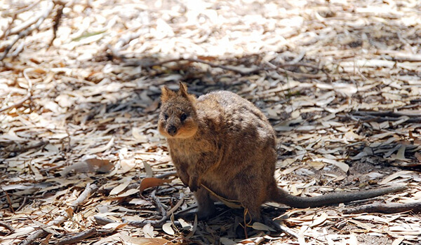 Фото: Животное квокка