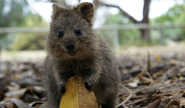 Фото: Квокка в природе