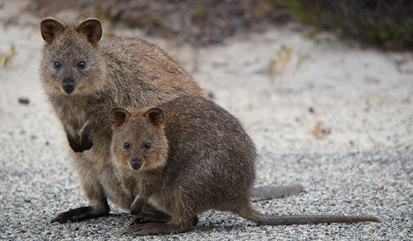 Фото: Детеныш квокки