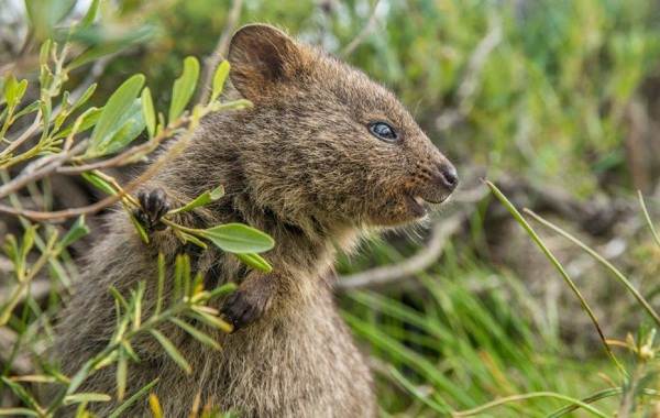 Квокка-животное-Описание-особенности-виды-образ-жизни-и-среда-обитания-квокки-11