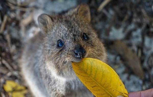 Квокка-животное-Описание-особенности-виды-образ-жизни-и-среда-обитания-квокки-6
