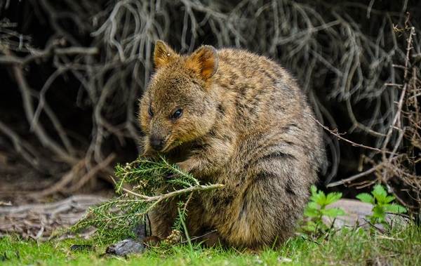 Квокка-животное-Описание-особенности-виды-образ-жизни-и-среда-обитания-квокки-8
