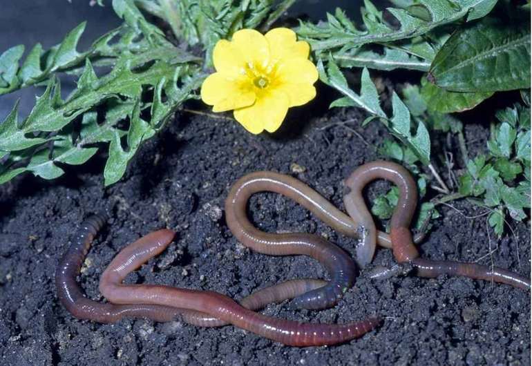 Польза дождевых червей