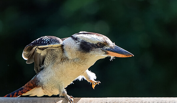 Фото: Кукабарра