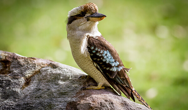 Фото: Кукабарра в Австралии