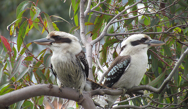 Фото: Птицы Кукабарра