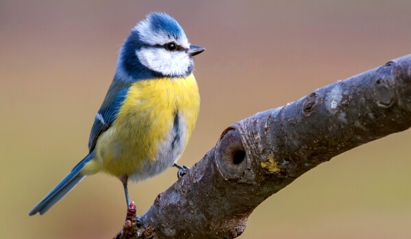 Фото: Лазоревка