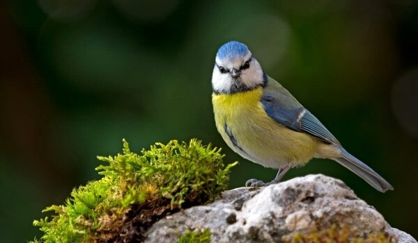 Фото: Как выглядит лазоревка