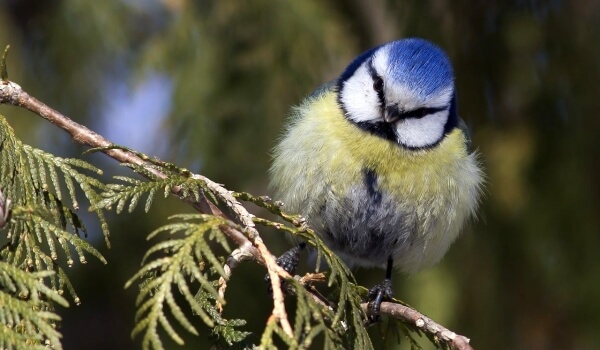 Фото: Лазоревка в лесу