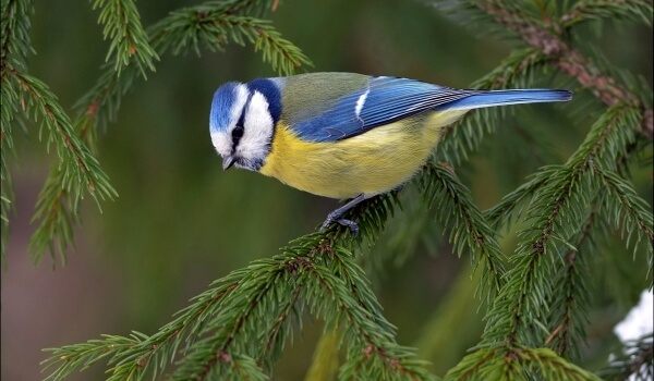 Фото: Лазоревка в России