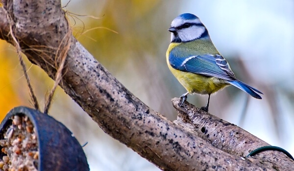 Фото: Как выглядит лазоревка