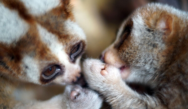 Фото: Детеныш лемура лори