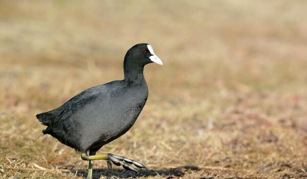 Фото: Курица птица