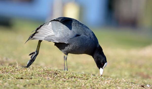 Фото: Курица птица