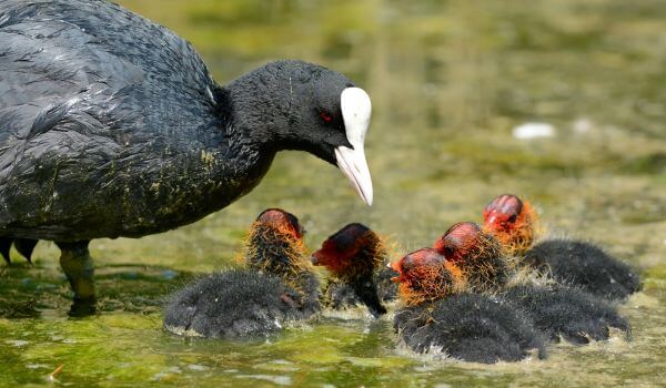 Фото: Куры лысухи