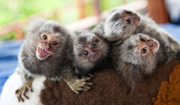 Фото: Маленькие игрунки