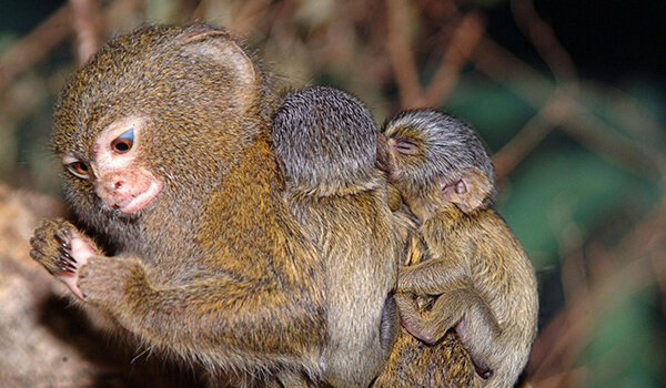 Фото: Детеныш игрунки