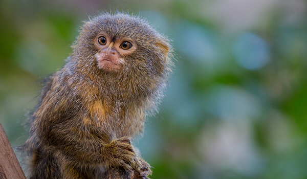Фото: Мартышка-обезьяна