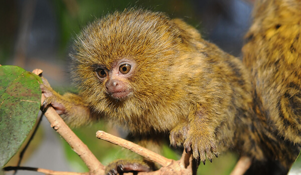 Фото: Мартышка-обезьяна