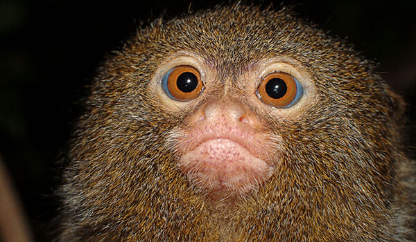 Фото: Мартышка-обезьяна