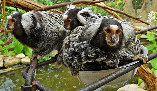 Фото: Мартышки