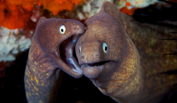 Фото: Мурены в море