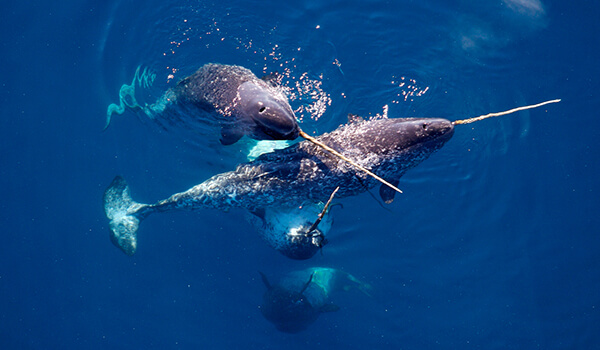 Фото: животное нарвал