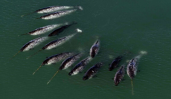 Фото: Нарвал в море