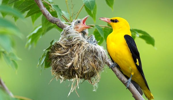 Фото: Птенец обыкновенной иволги